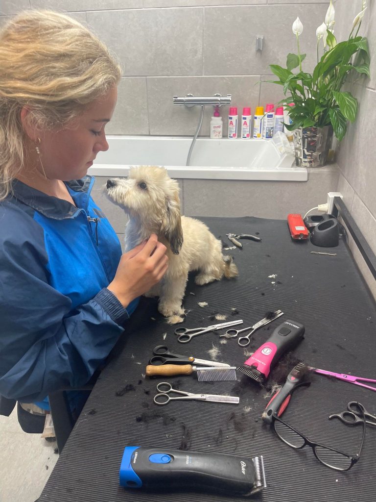 Klip og trim til din hund